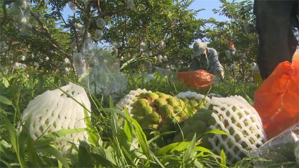 大目釋迦不耐低溫 太麻里8成現裂果賣象差！一台斤價格剩十幾元