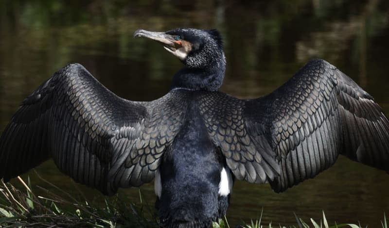 A Cormorant spreads its wings on the Dodder River at Clonskeagh in Dublin. Nick Bradshaw/PA Wire/dpa