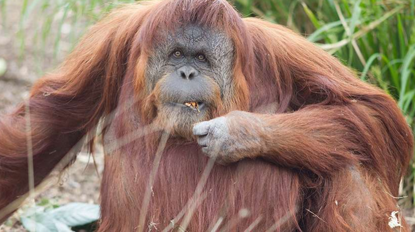 34-year-old Karta was taking the contraceptive pill. Photo: Adelaide Zoo