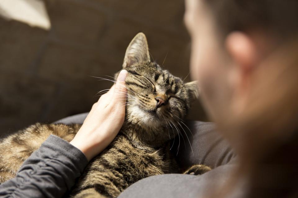 woman cuddling with cat