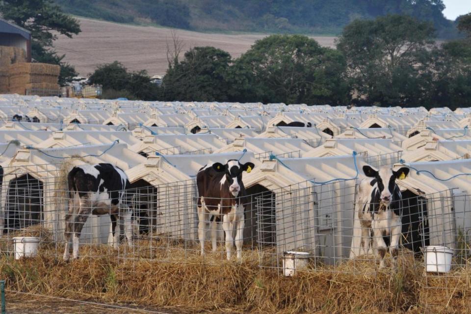 Cows: The calves are kept in small, solitary pens (Animal Equality UK)