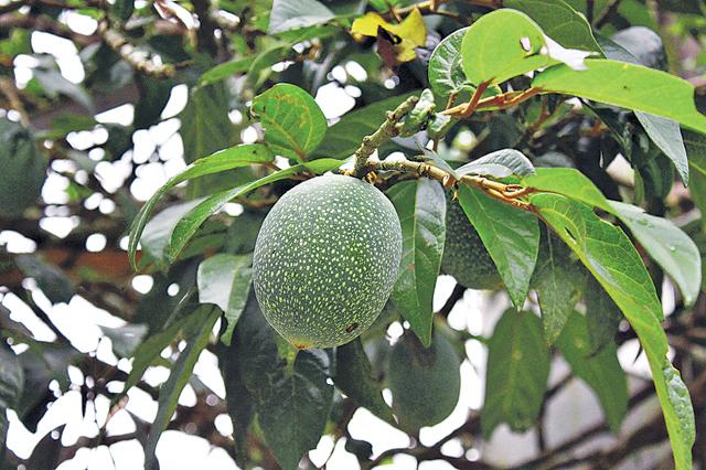 會用愛玉子其籽做果凍冷飲。（周翠玲攝）