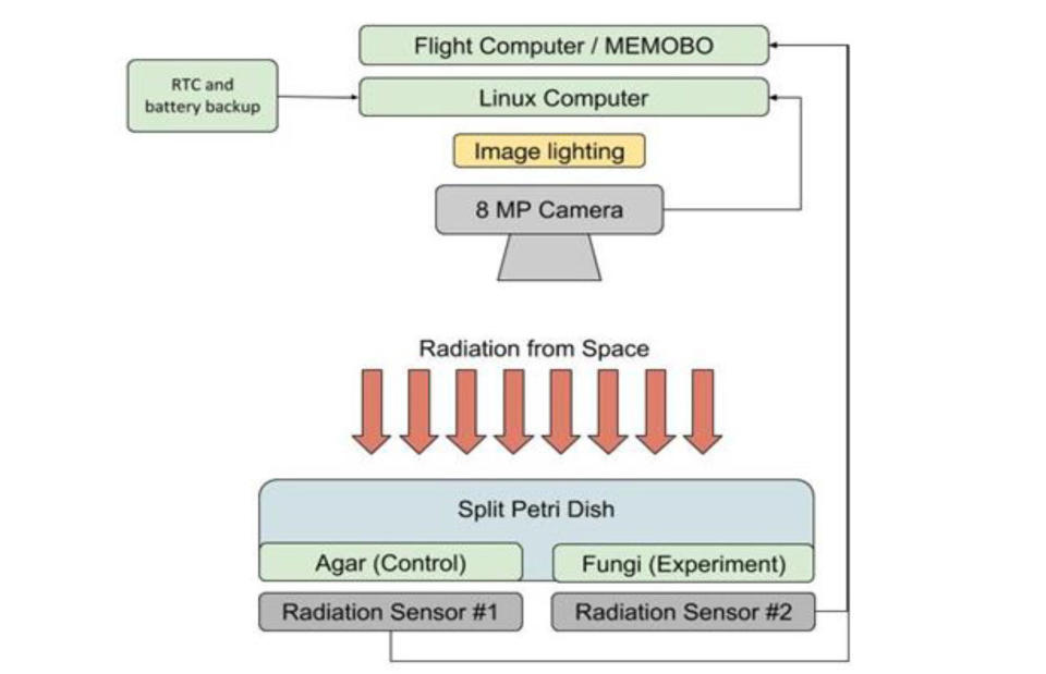 Chernobyl mold blocking space radiation