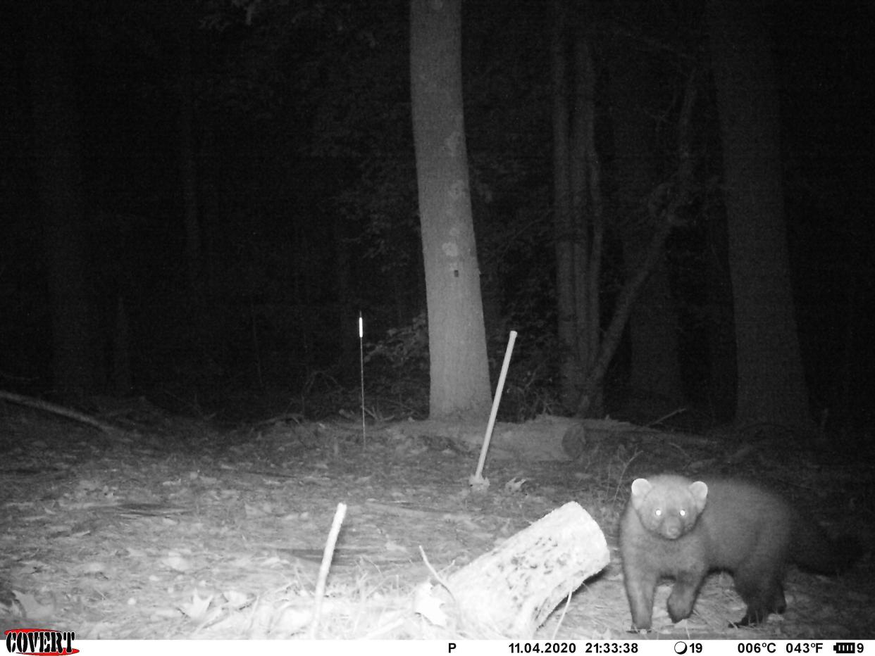 Cameras set up in trail areas of the Great Hills on Bridgewater State University's campus capture images of animals such as this fisher. The cameras were set up in the summer of 2019 and are part of a national collaborative mammal survey project called Snapshot USA.
