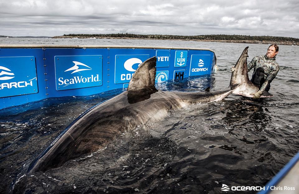 Nukumi, a 17-foot, 2-inch, 3,541-pound female shark, as seen aboard the OCEARCH research vessel on Oct. 2, when she was captured long enough by researchers to place a satellite tag on her and take biological samples.