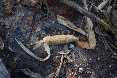 Corn is seen in a burnt forest Menabe Antimena protected area near the city of Morondava