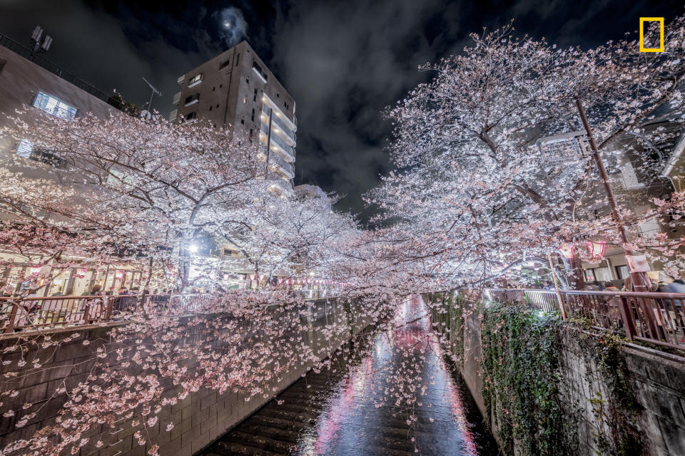 <p>“Nakameguro cherry blossoms – illuminated cherry blossoms at night were fantastic and beautiful.” (© Hiroki Inoue/National Geographic Travel Photographer of the Year Contest) </p>