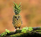 Baby pineapple owl. <a href="http://i.imgur.com/7SJrRJZ.jpg" rel="nofollow noopener" target="_blank" data-ylk="slk:Photo;elm:context_link;itc:0;sec:content-canvas" class="link ">Photo</a> created by <a href="http://www.reddit.com/user/Felfriast" rel="nofollow noopener" target="_blank" data-ylk="slk:Felfriast;elm:context_link;itc:0;sec:content-canvas" class="link ">Felfriast</a>.