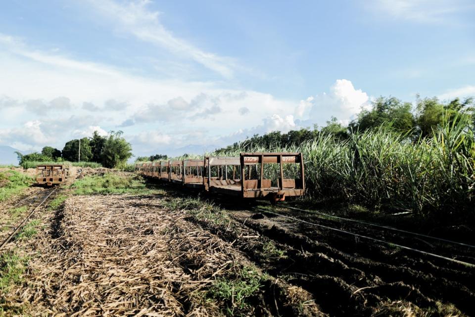 Sugar cane fields close to one of the mills that processes the cane for molasses (Press handout)