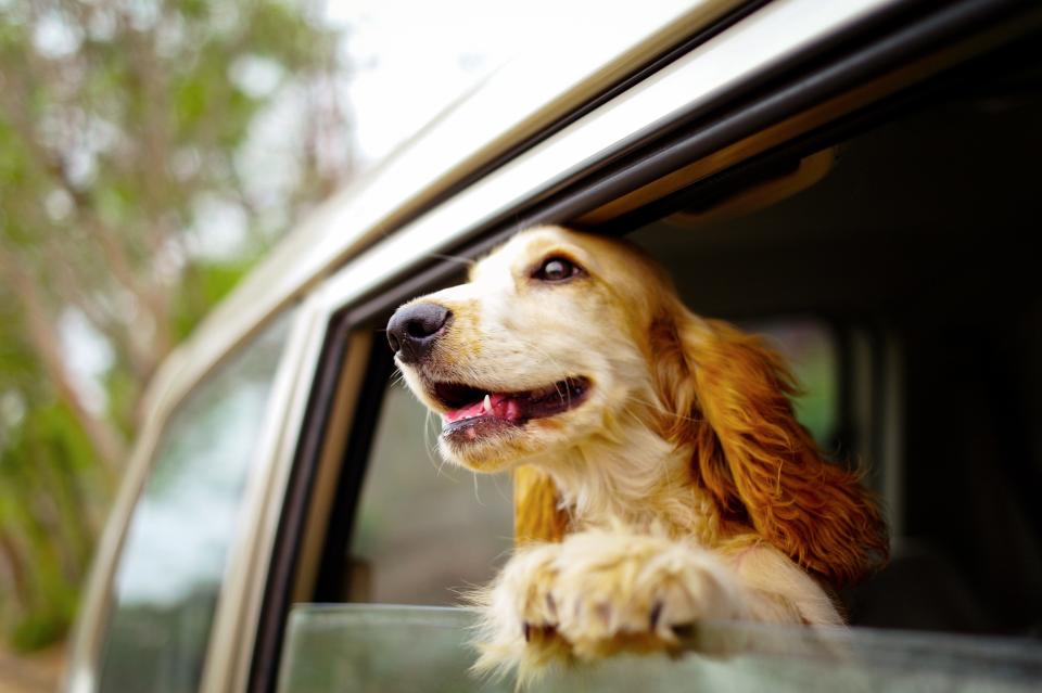 A dog with its head out the window.