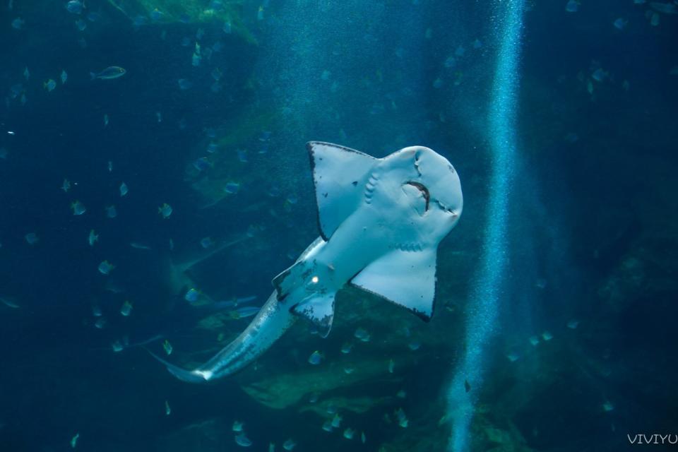 桃園水族館「Xpark」