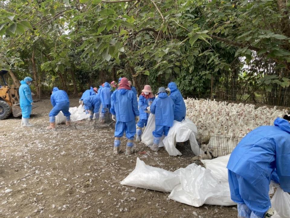 雲林一鴨場感染高病原禽流感，撲殺逾三千隻土番鴨。（記者陳正芬翻攝）