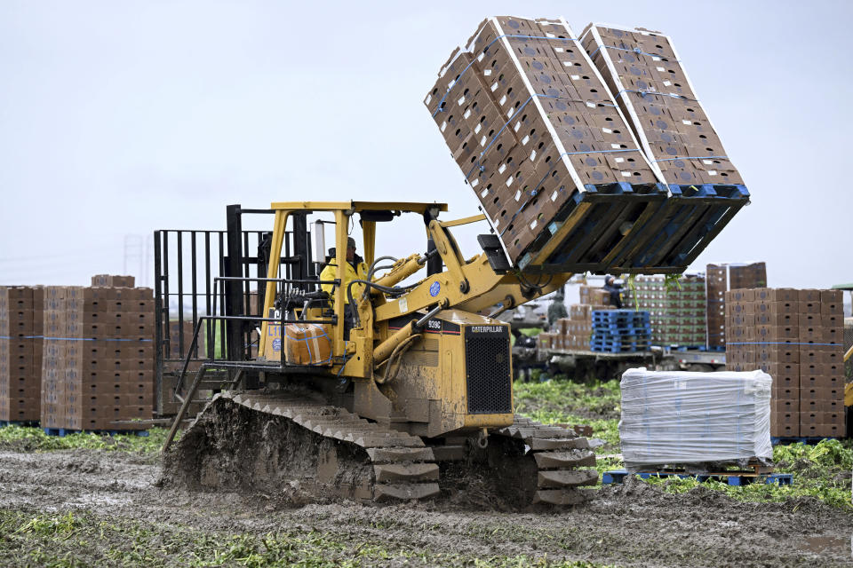 A tractor moves boxes of harvested celery from a muddy field, Thursday, Dec. 21, 2023, in Camarillo, Calif. A Pacific storm has pounded parts of Southern California with heavy rain, street flooding and a possible tornado, adding to hassles as holiday travel gets underway. (AP Photo/Michael Owen Baker)