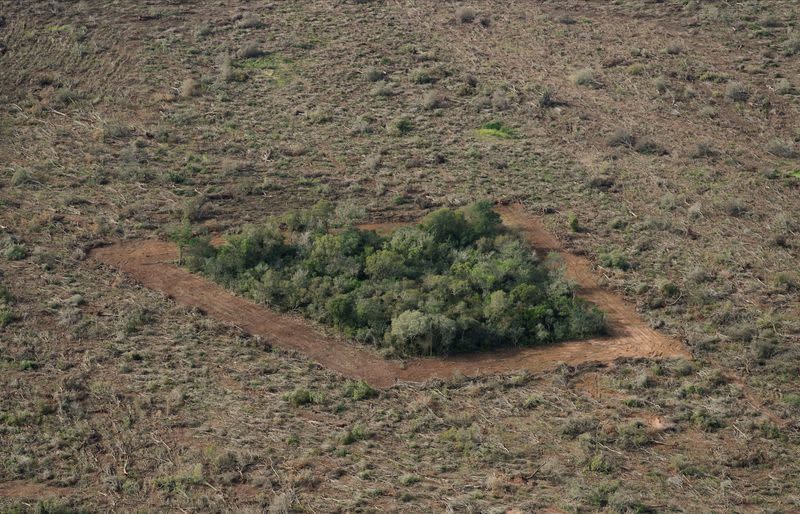 High grains prices, low fines spur loss of Argentina's woodlands