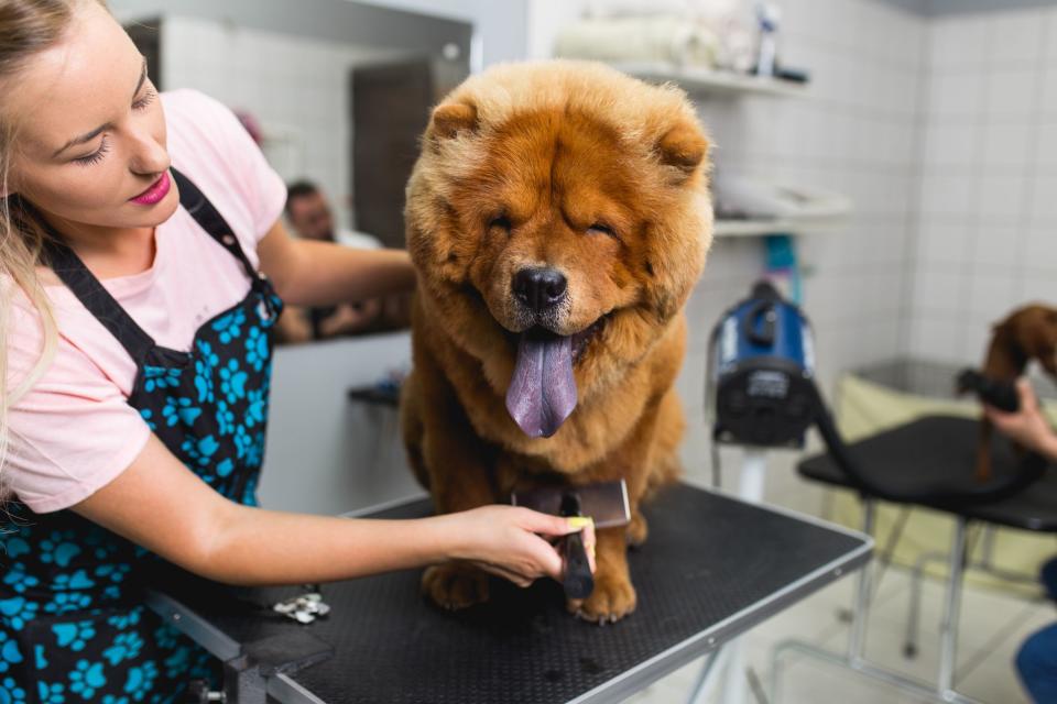 These Dogs Are Known For Their Black Tongues