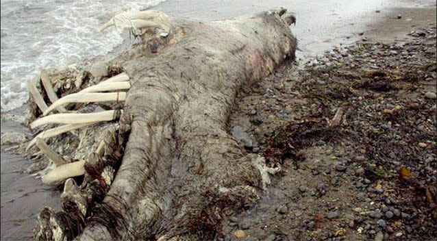 A mysterious sea creature that washed up on a Siberian beach has left scientists baffled. Photo: Olga Begunova