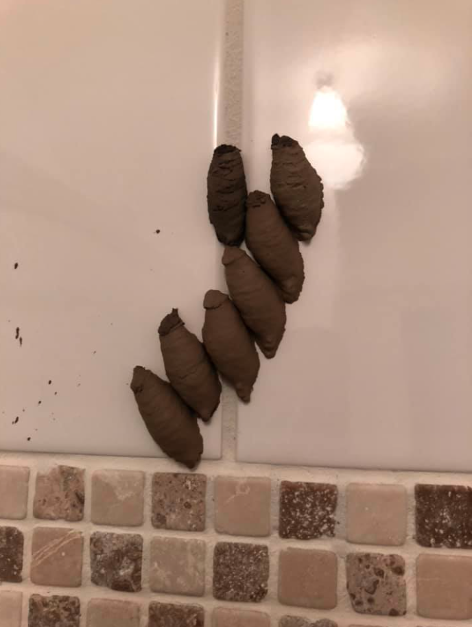 Wasp nest on bathroom wall