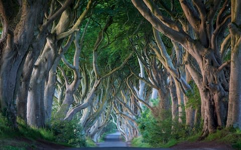 The Dark Hedges - Credit: Alamy