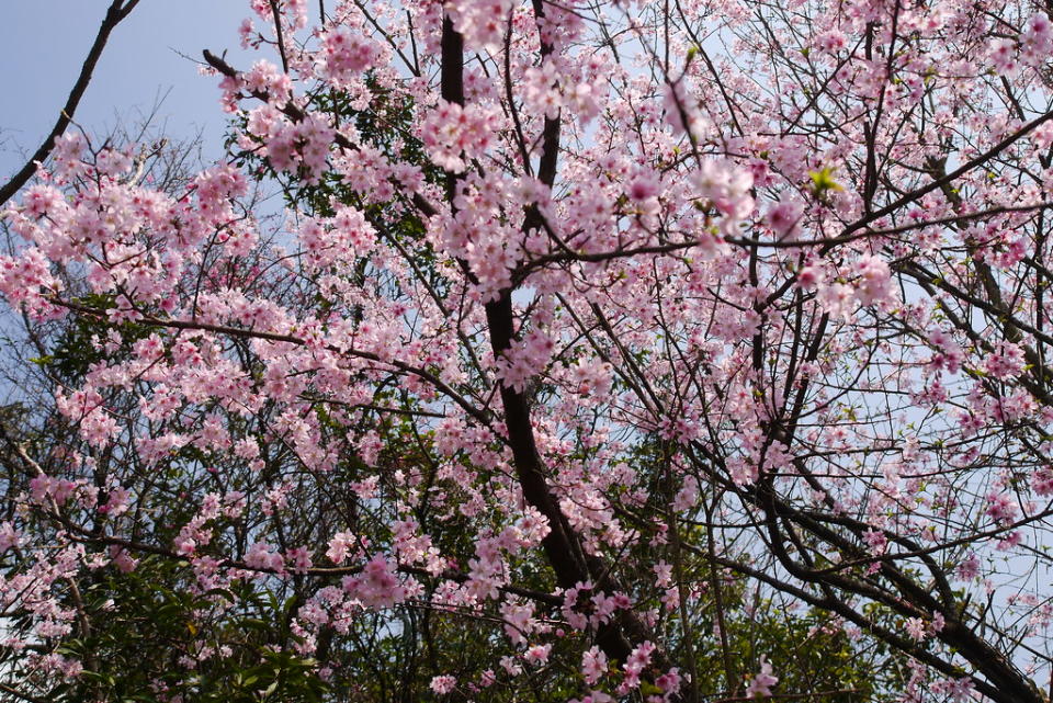 陽明山賞櫻(Photo Credit: 吉爾 @Flickr, License: CC PDM 1.0，圖片來源：https://www.flickr.com/photos/29738108@N07/24928229653)