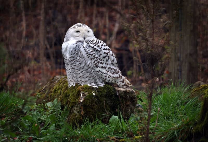 Owls are often depicted as a wise figure in popular culture and storybooks. Here, a snowy owl sits on a rock. Karl-Josef Hildenbrand/dpa