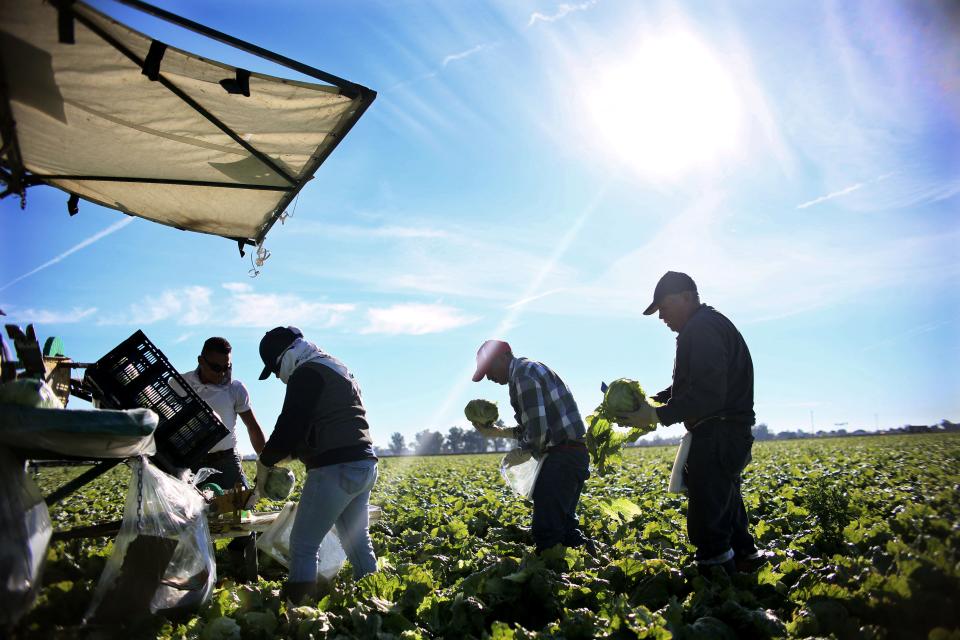 Mexican farm workers harvest cabbages in a sunny field in California