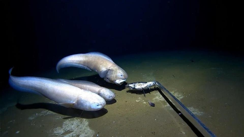 科學家在深海發現「果凍魚」，只要一離開水面就會融化。（圖／翻攝自西澳大利亞麥德魯大學深海研究中心官網）