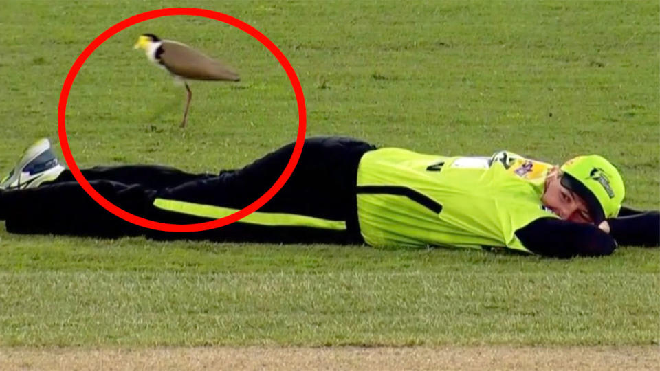 Pictured here, an aggressive plovers stalks a Sydney Thunder player in the WBBL.