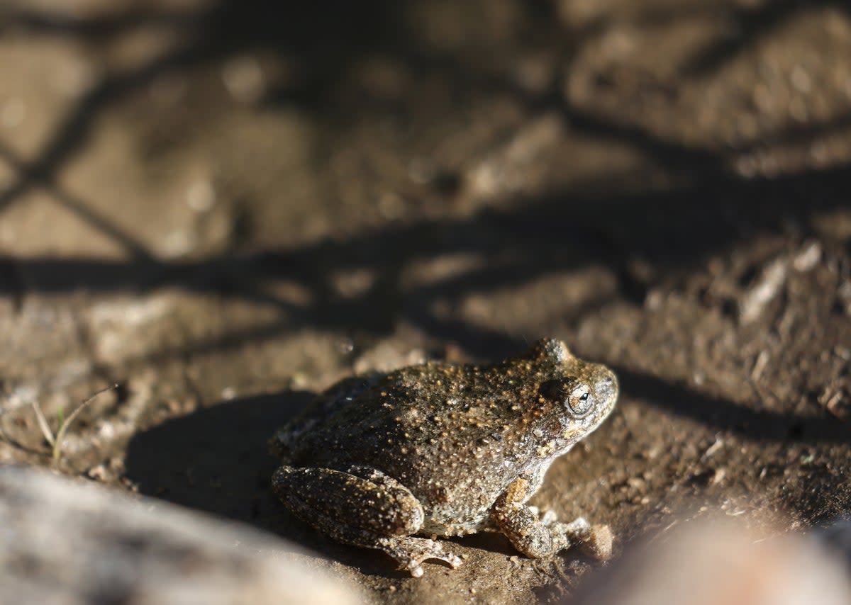 The psychedelic substance called 5-MeO-DMT is secreted by toads (File picture) (Getty Images)