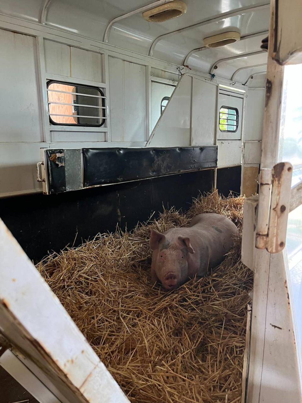 Members of the Whatcom Humane Society animal control team were able to catch a stray pig that got loose Thursday, Aug. 4, northeast of Bellingham.