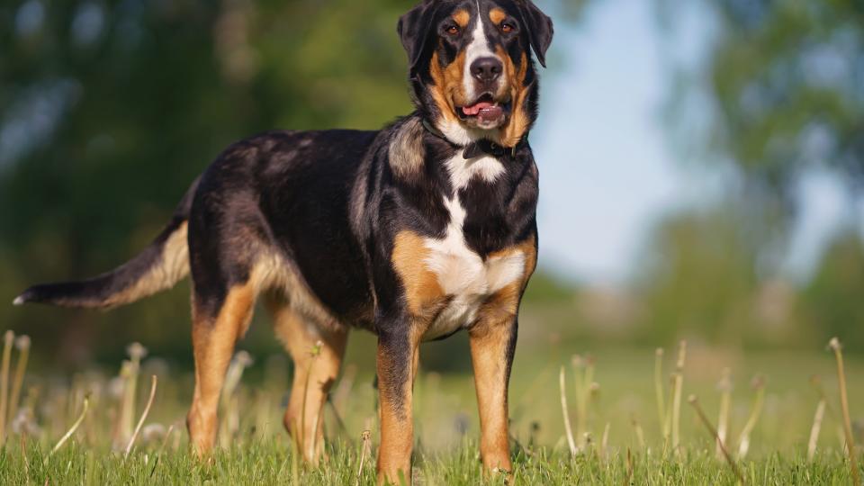 a greater Swiss mountain dog stands and faces the camera in a field