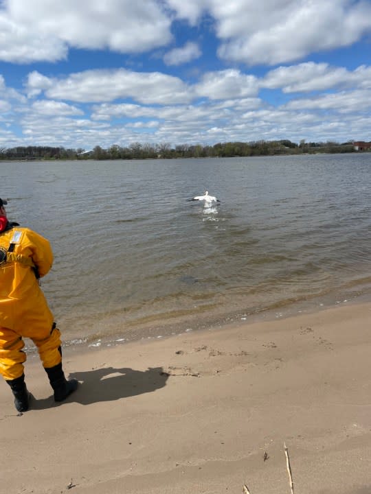 De Pere pelican rescue