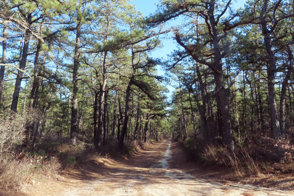 A plan to cut 2.4 million trees from a section of Bass River State Forest in Bass River Township N.J., is aimed mainly at small, narrow trees, but also would include tall, matures trees like those shown on either side of a dirt road in this Friday, Nov. 18, 2022 photo. The plan is designed to remove fuel that could make wildfires worse, but environmentalists are split over the plan, with some calling it a tragic loss of trees that would otherwise store carbon in an era of climate change. (AP Photo/Wayne Parry)