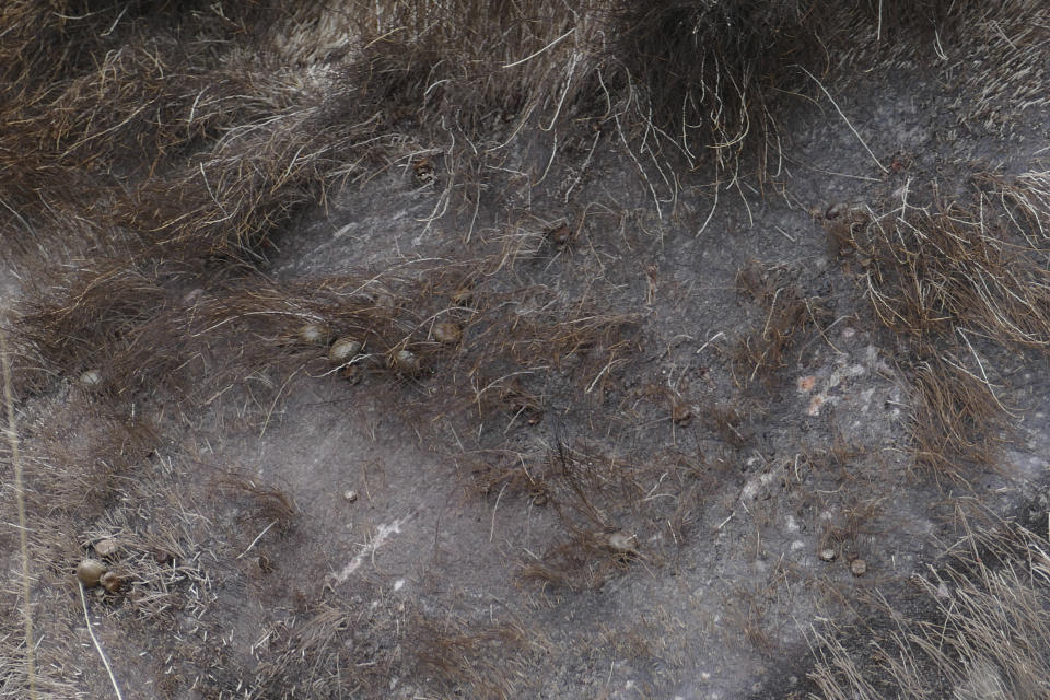 FILE - A closeup of a tick infested moose is seen in Isle Royale, Mich., in an undated file photo. It's a ghastly sight: ticks by tens of thousands burrowed into a moose's broad body, sucking its lifeblood as the agonized host rubs against trees so vigorously that much of its fur wears away. Winter tick infestation is common with moose across the northern U.S. — usually survivable for adults, less so for calves but miserable either way. And climate change may make it worse, scientists reported Monday, Nov. 22, 2021. (John Vucetich/Michigan Tech University via AP)