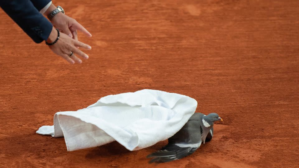 The pigeon was caught with the help of a towel. - Susan Mullane/USA Today Sports/Reuters