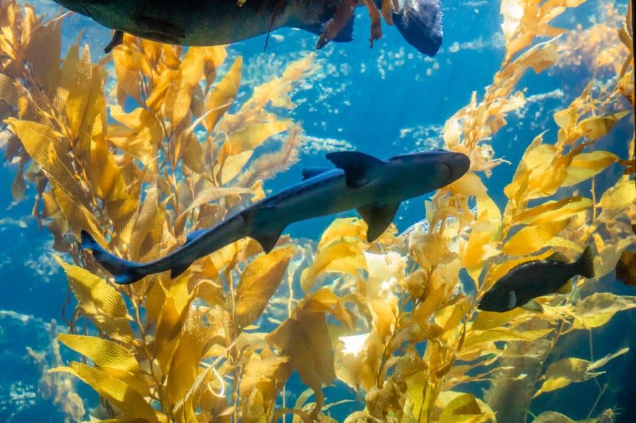 Birch Aquarium at Scripps Institution of Oceanography | (San Diego Museum Council)