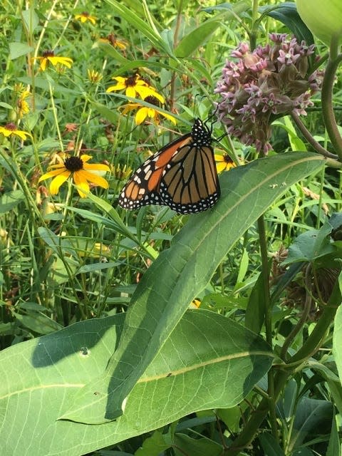 Richland Soil and Water Conservation District encourages property owners to choose native plants when planning their garden or landscape. Native nectar plants are a much-needed food source for adult monarchs.