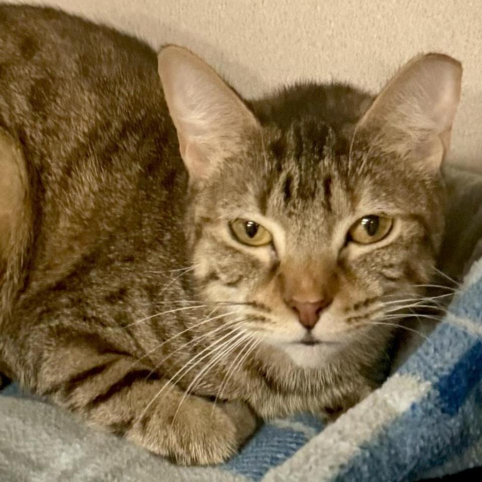 Tempura is a beautiful brown tabby brought in from a hoarding case. She has never known what having a clean, loving home is. She is a little girl full of energy who loves to play. She is great with other cats and loves her treats.