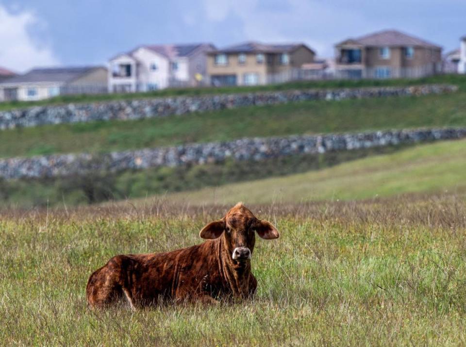 A cow rests near new El Dorado Hills homes last month, close to land owned by developer Angelo Tsakopoulos proposed for future development.