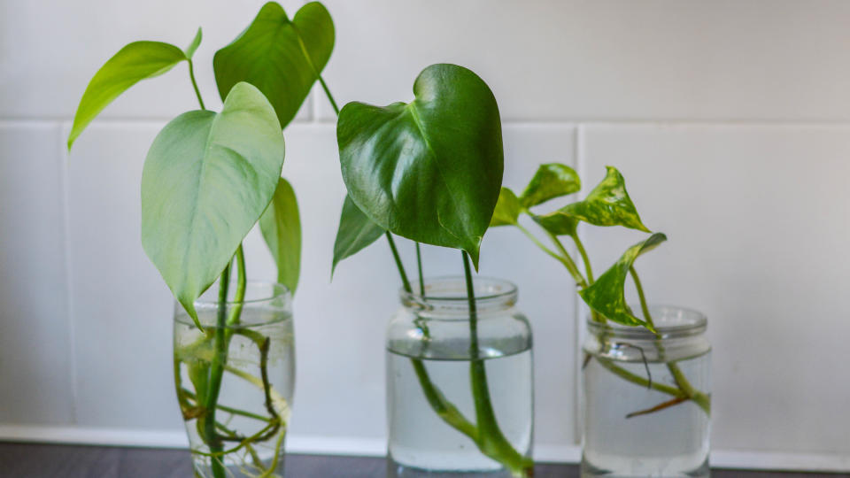 Plants in water