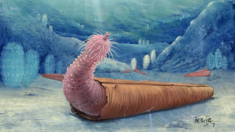 Illustration of a Cambrian penis worm inhabiting a hyolith shell.