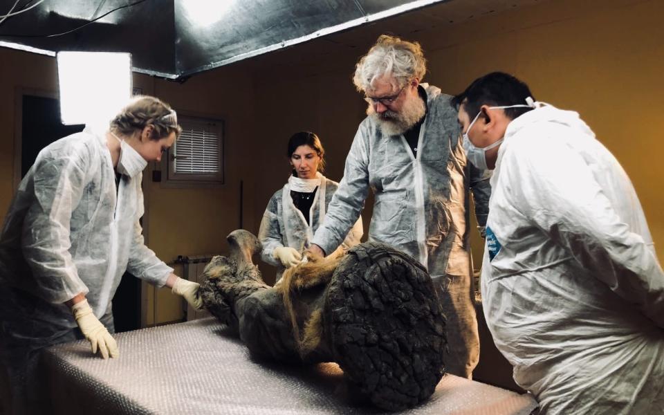 Victoria Herridge (left) and George Church (second right) examine a mammoth's forefoot in Siberia - Tom Redhead
