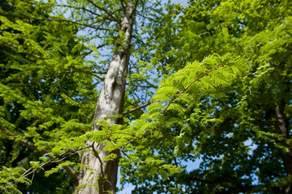 Dawn redwood tree with tall trunk 