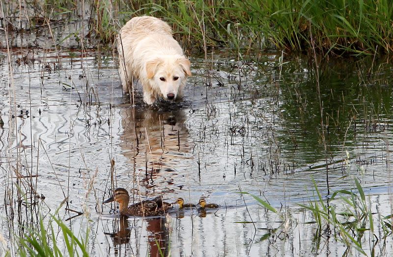 FILE PHOTO: A stray dog looks at ducks at a pond in Mytishchi