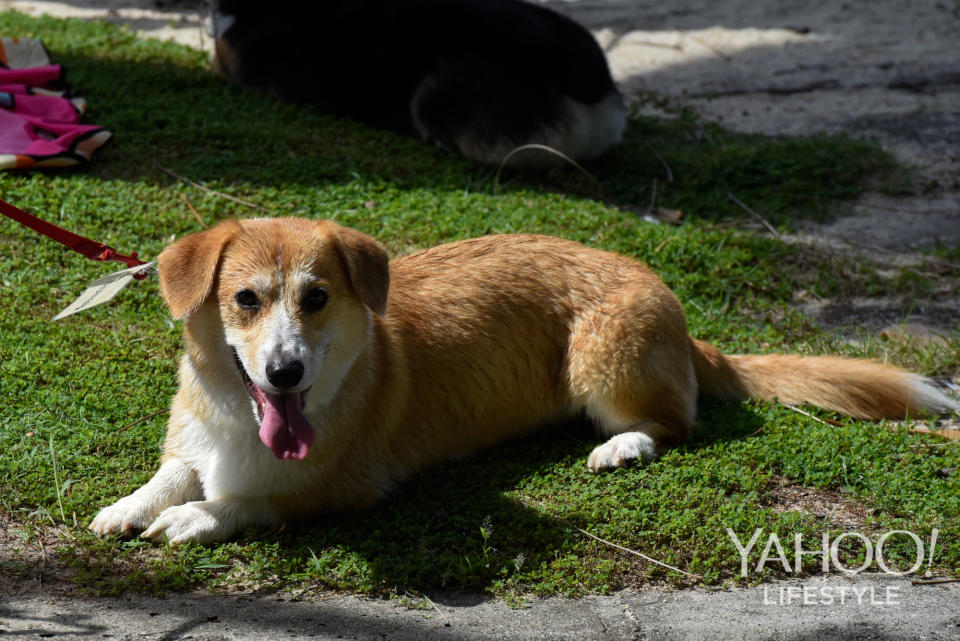 Corgi Gathering at Tanjong Beach