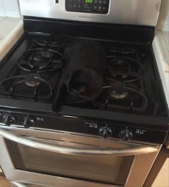 <p>Oha! Hier spielt jemand aber ganz klar mit dem Feuer! Schwarze Katze auf schwarzem Grund – da schaut Frauchen lieber immer sehr genau hin, bevor sie den Gasherd einschaltet. (Bild: icanhascheezburgers.com)</p>