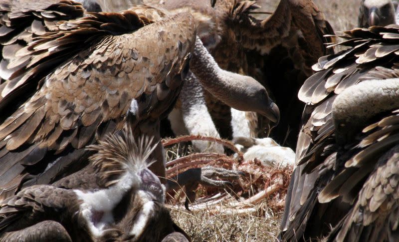 A committee of vultures gather for scavenging at the Ol Pejeta Conservancy near Nanyuki, in Laikipia county