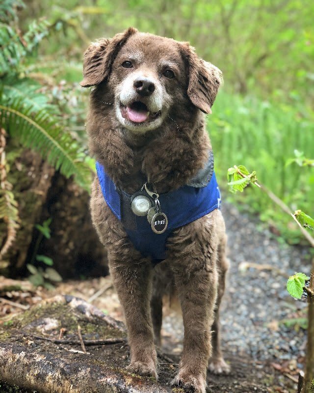 Lamb Chop The Puppy Mill Survivor Is Now The World's Cutest Rescue Dog