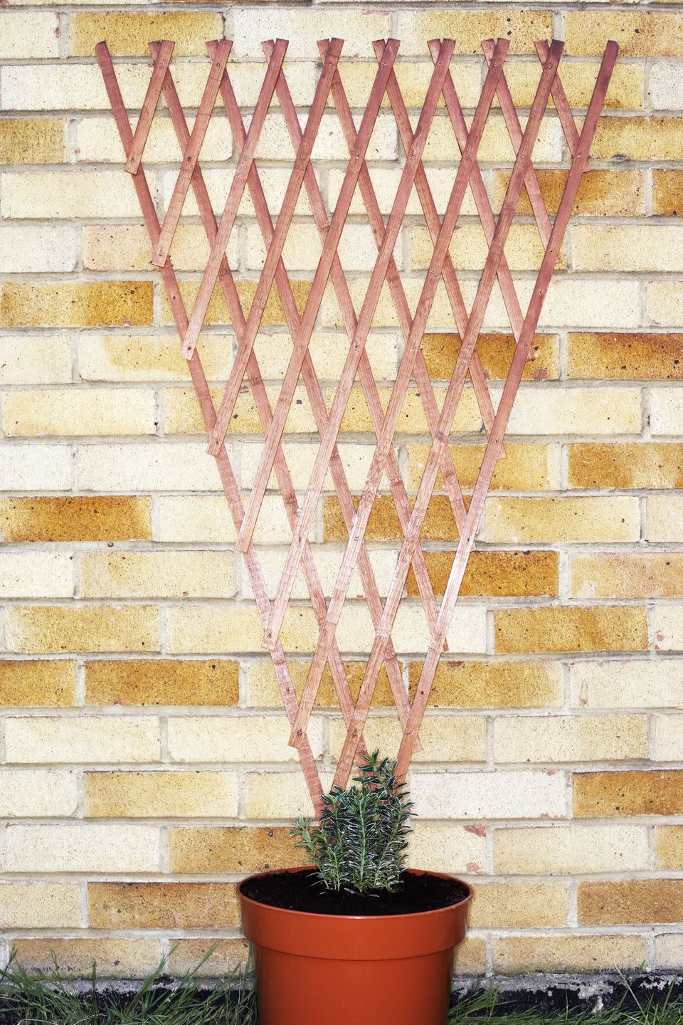 trellis ideas triangular trellis