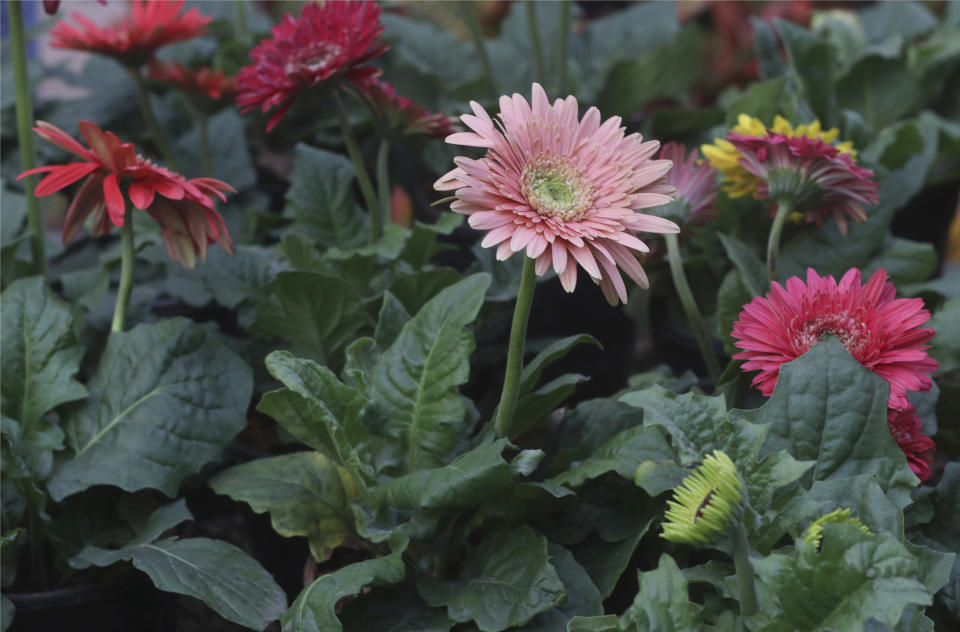 Gerbera flowers of various colors are displayed in the Yogi Nursery in New Delhi, India, on Monday, Feb. 12, 2024. Looking for a meaningful, beautiful, sustainable and last-minute gift for your Valentine? Consider houseplants. (AP Photo/Verda Subzwari)