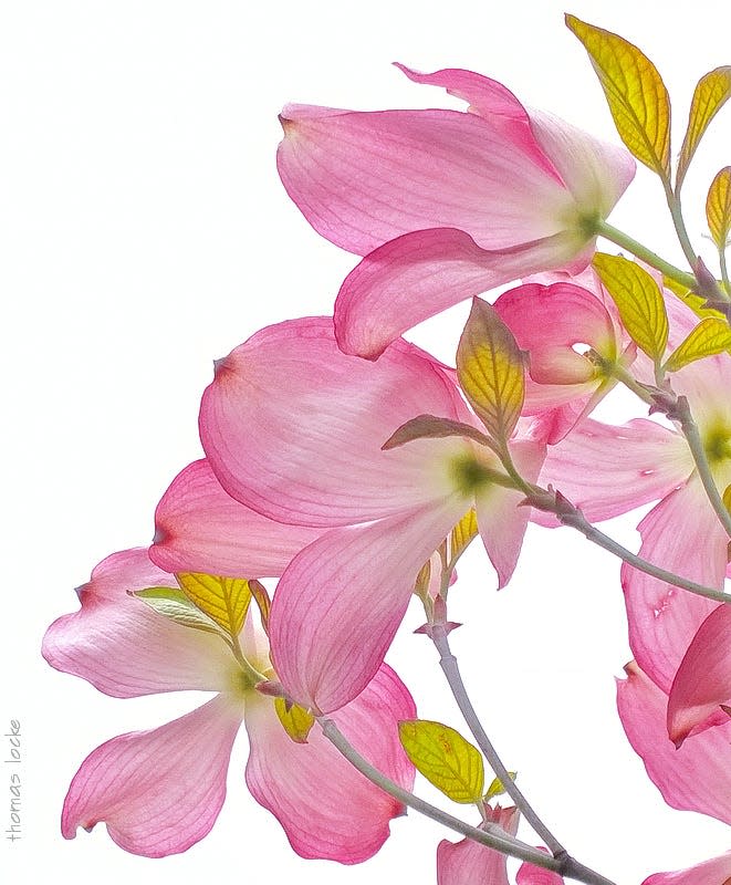 The flowering dogwood is Virginia's state flower.